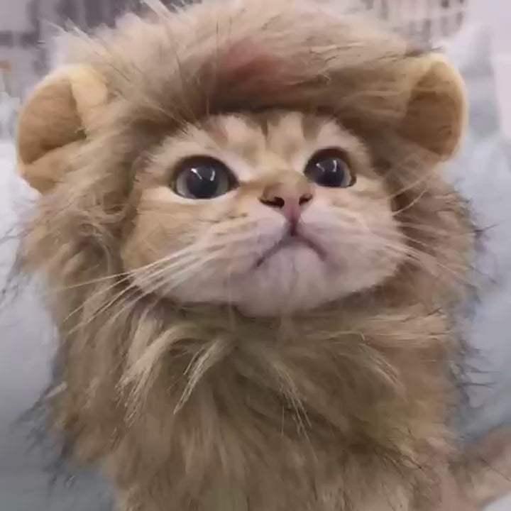 Cute Lion Mane & Bunny Ear Pet Hat – Funny Dress-Up Headpiece for Cats & Small Dogs